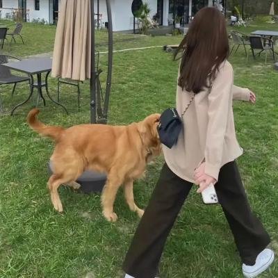 悍妻理论